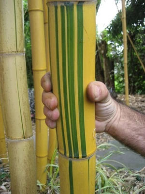 Rizoma bambù gigante variegato P. vivax aureocaulis - Imagen 1 de 4