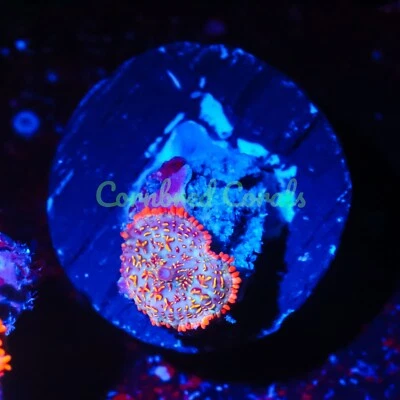 Hongo Cornbred's Solar Blast - Frag - CORAL VIVO Foto 1 de 2