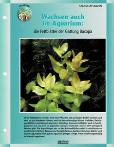Die Fettblätter der Gattung Bacopa / Aquariuminfokarte - Picture 1 of 1