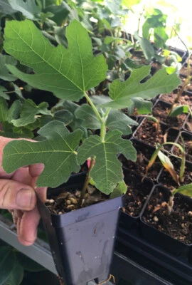 Black Mission Fig – Ficus Carica - Live Plant - Image 1 of 4
