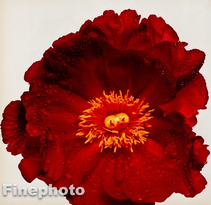 1968/80 复古 IRVING PENN 植物红桃花 KROMEKOTE 16X20 照片 — 第 1/1 张图片