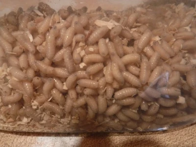 500 gusanos vivos, picos, larvas Foto 1 de 2