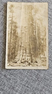 Vintage undated Photo General Sherman Tree Sequoia California ca1930's - Picture 1 of 2