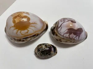 3 Vintage Carved Cowrie Shells Crab Lion Beach - Picture 1 of 4