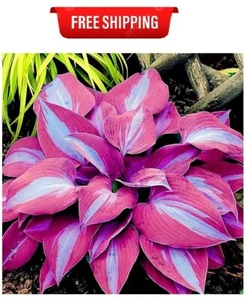 Purple Blue Hosta Plantaginea Seed 100 Seeds Fragrant Herb Plant Drought Toleran - Picture 1 of 2