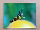 Photo - Peru Amazon, Smiling Bug and Fruit. 8.5"x11". Limited Edition.