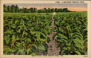 South Hill,VA Greetings,Southern Tobacco Field Linen Mecklenburg County Virginia - Picture 1 of 2