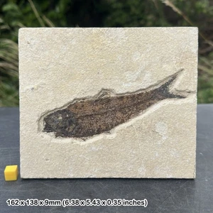 Diplomystus fish fossil in matrix - genuine specimen from eocene usa - - Picture 1 of 1