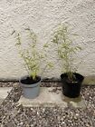 Small Bamboo Plants In 21Cm And 22Cm Pots