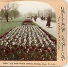 MASSACHUSETTS, Tulip Beds, Public Gardens, Boston--Keystone Stereoview B100