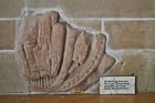 Photo 6x4 St Cassian Chaddesley Corbett A fragment of a tympanum which on c2017