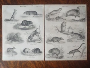 Mammiferi Balena Scimmia Orso Piatti Rame c.1810 Aikman Enciclopedia Brittanica - Foto 1 di 3