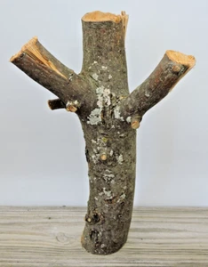 13" Apple Wood Stick Log Multi Branch Carving Crafts Live Edge W Crotch 3"D - Picture 1 of 17