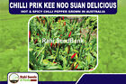 Chilli Prik Kee Noo Suan Delicious, Hot & Spicy Chlli Pepper Grown in Australia