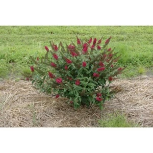 4.5 in. Qt. Miss Molly Butterfly Bush (Buddleia) Live Shrub - Deep Pink Flowers - Picture 1 of 5