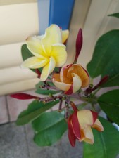 Frangipani Plumeria - Pflanze - Adagio - 55 cm - 5 Ast  mit  1 Blütenansätzen