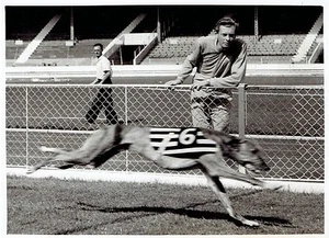 1959 Foto Original Brian Hewson Relojes Greyhound Clonalvy Romance ganar carrera de perros - Imagen 1 de 2