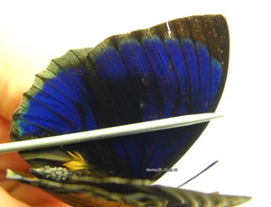 Unmounted Butterfly/Nymphalidae - Agrias beatifica stuarti, male 7, Peru - Picture 1 of 5