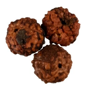 Lot 3 Seeds Rudraksha 5mm - Quality A Nepal #7368 - Picture 1 of 4