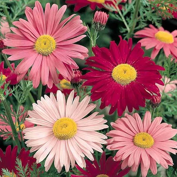 Painted Daisy Seeds 300+ Flower USA SELLER FREE SHIPPING PERRENIAL MULTI-COLOR - Image 1 of 1