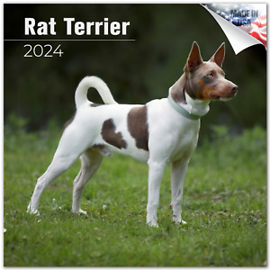 Rat Terrier Dog Breed Calendar 2024 Full Size 12x24 Made in Usa