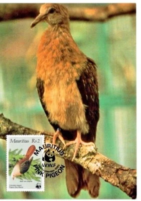Maxi postal WWF Bird Pink Pigeon FDC Mauricio 1985 envío gratuito Foto 1 de 2
