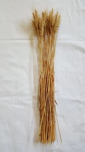 40 pc Lot Kansas Grown Wheat Bunch for Crafts, Props, & Seasonal Display - Picture 1 of 6