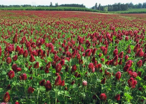 Semilla de trébol carmesí SeedRanch: recubierta de nitro e inoculada - 5 libras. - Imagen 1 de 1