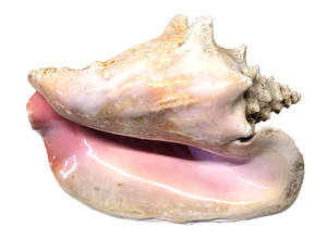 Large Natural Pink Bahama Queen Conch Seashell 10x8 Beautiful Ocean Beach Shell - Picture 1 of 22