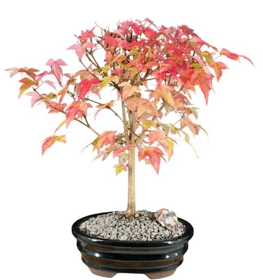 Trident Maple Bonsai Live Tree Plant Acer Buergerianum Outdoor 10"H Outdoor Tree - Image 1 of 2