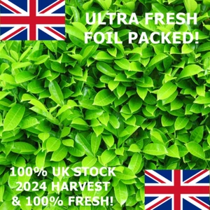 100 x cherry laurel hedging/tree seeds freshly harvested Evergreen plant seeds - Picture 1 of 8