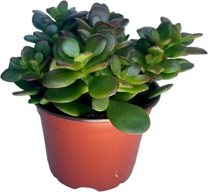JADE PLANT/ MONEY SUCCULENT / LUCKY PLANT 2" INCH Brand New Plant Outdoor Yard - Picture 1 of 3