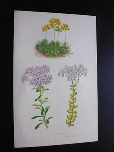 Gravure couleur 19°botanique:fleurs: drave faux aizoom... ibéris bubani...orpin - Picture 1 of 1