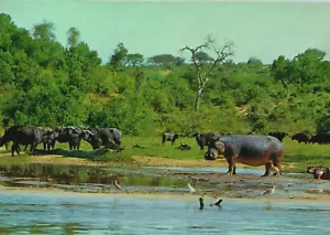 Hippo and African Buffalo Vintage Postcard BP11 - Picture 1 of 2