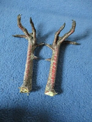 2 REALES PAR DE PATAS DE PAVO SALVAJE espolón de pavo animal arte artesanía montaje pájaro V4 Foto 1 de 3