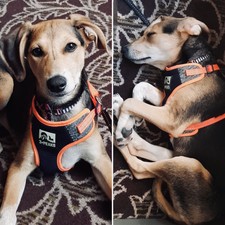 3 peaks fleece lined padded harness