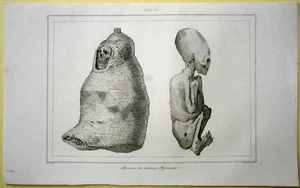 1843 Druck: Mumien der alten Aymaras, Peru, #1 - Bild 1 von 1