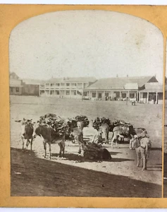Foto Stereoview Asino Messicano Asino Est Las Vegas Nuovo Messico Frank E Evans - Foto 1 di 9