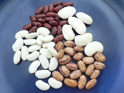 65+ Bohnen - Mix Kidneybohnen Spatzeneier Riesenbohnen Stangenbohnen Buschbohne  - Bild 1 von 4