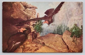 California Condor Chicago Natural History Museum Postcard - Picture 1 of 2