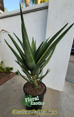 Variegated Aloe Hercule - Large Specimen - US Seller - Image 1 of 4