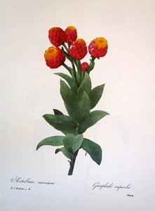 P.J. Redoute # 8 Astelma eximium - Picture 1 of 1