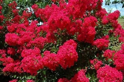 RED FLOWERING CREPE MYRTLE TREE 500 SEEDS LAGERSTROEMIA INDICA BULK WHOLESALE - Image 1 of 3