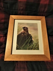 Gerahmtes Foto eines Rothühners - Bild 1 von 3