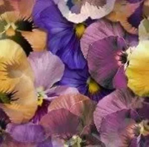 250 Mixed Colors SWISS GIANT PANSY Viola Wittrockiana Flower Seeds - Picture 1 of 5
