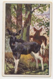 ELCHFANG NETZEN ELK TRAPPING NETS CAPTURE ÉLAN FILET JAGD FANG IMAGE CARD 1930's - Picture 1 of 2