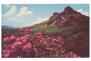 Postal Grandfather Mountain Rhododendron Blue Ridge Parkway Carolina del Norte Carolina del Norte - Imagen 1 de 2