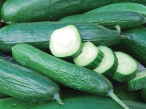 Cucumber Seeds “Muncher Burpless”(30 Seeds) Popular Garden Vegetable…. - Picture 1 of 1