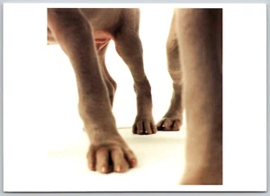 Postcard Weimaraner Puppy Paws Feet William Wegman Fresh Legs - Picture 1 of 2