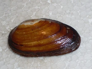 UNIO MANCUS WONDERFUL - Picture 1 of 2